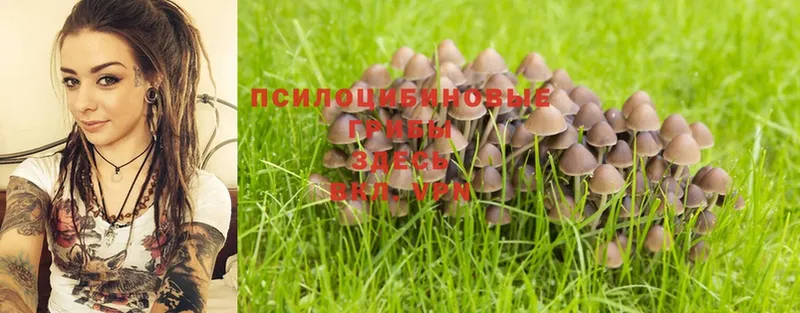 Псилоцибиновые грибы MAGIC MUSHROOMS  цена   Гаврилов Посад 